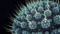 Se investiga una bacteria que fabricaría y se comería el plástico